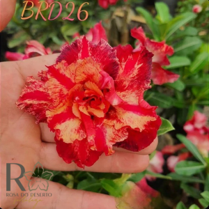 Pré Venda - Rosa do Deserto BRD 26