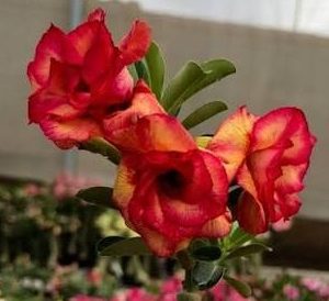 Pré Venda - Rosa do Deserto Laranjense