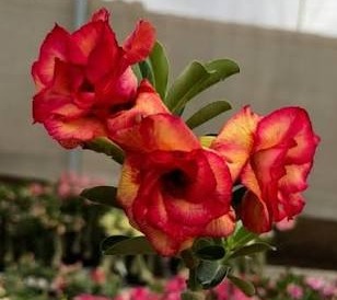 Pré Venda - Rosa do Deserto Laranjense