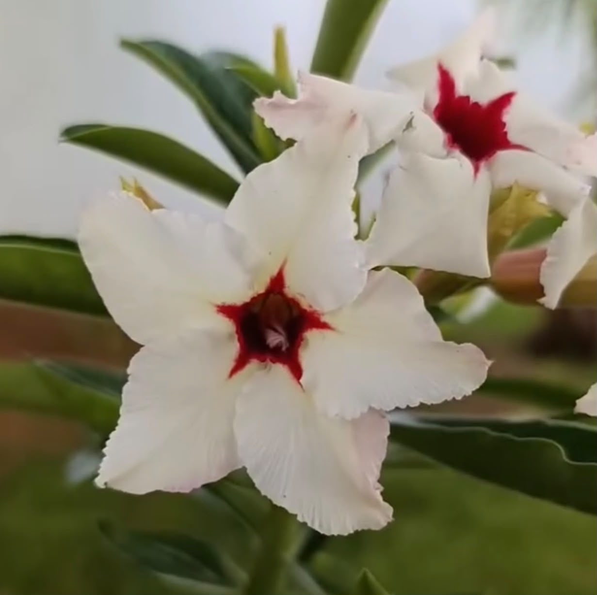 Pré Venda - Rosa do Deserto Ice Star