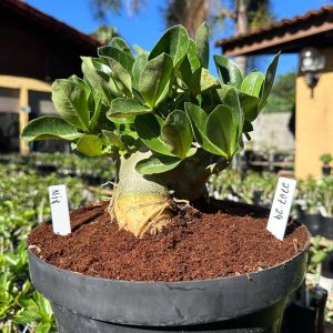 270254 Arabicum Black Hulk - Adulta