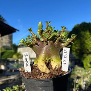 2707 01 Arabicum Jurassic