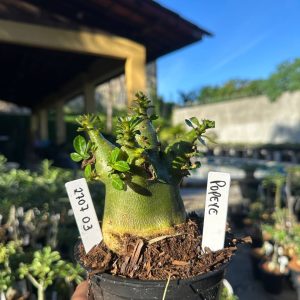2707 03 Arabicum Popeye