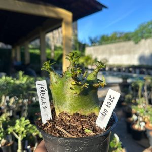 2707 04 Arabicum Hércules