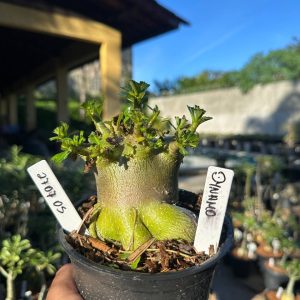 2707 05 Arabicum Dynamo
