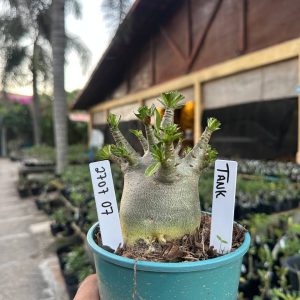2707 08 Arabicum Tank F3