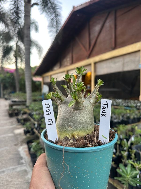 Arabicum Tank F3