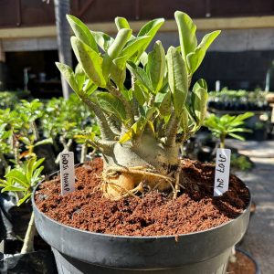 2707 24 Arabicum Godji Champ - Adulta