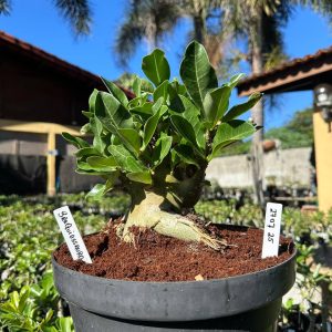 2707 25 Arabicum Braquiossauro - Adulta
