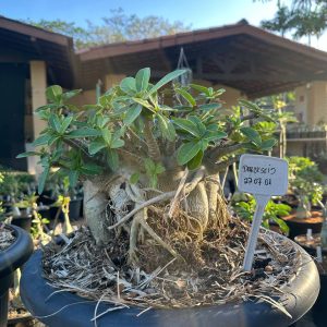 2707 01 Arabicum Darckseid - Adulta