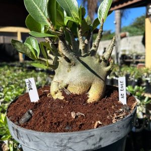 2707 28 Arabicum Thor - Adulta