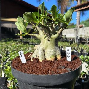 2707 30 Arabicum Odin - Adulta