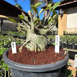 2707 31 Arabicum Urus - Adulta