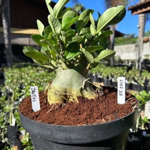 2707 32 Arabicum Brutus - Adulta