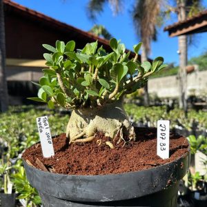 2707 33 Arabicum Thai soco - Adulta