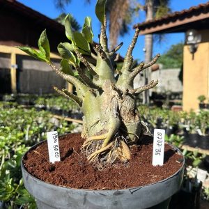 2707 36 Arabicum PBN soco - Adulta