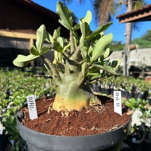 2707 37 Arabicum Eiffel - Adulta
