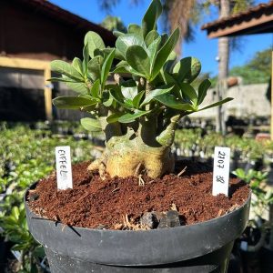 2707 50 Arabicum Godji Champ - Adulta