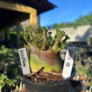 2707 06 Arabicum Megatron