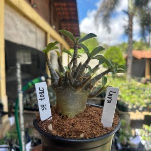 2807 04 Arabicum Lava F3