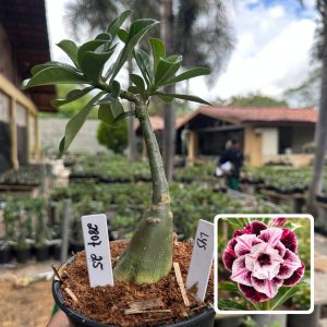 2807 25 Rosa do Deserto Lys