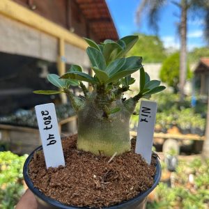 2807 05 Arabicum Nix F3