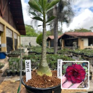 2807 18 Rosa do Deserto Black Dragon