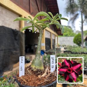 2807 19 Rosa do Deserto Black Lady
