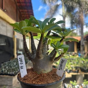 2807 31 Arabicum Mammoth F3