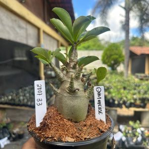 2807 33 Arabicum Dhofarensis F3