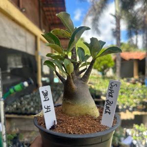 2807 34 Arabicum Super Black F3