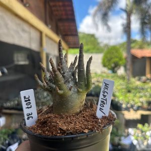 2807 36 Arabicum Megatron F3