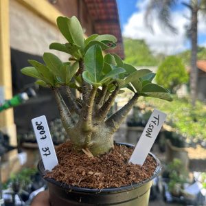2807 37 Arabicum Tyson F3