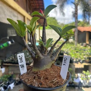 2807 38 Arabicum Onix F3