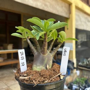 2807 39 Arabicum Urus F3