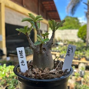 2807 42 Arabicum Tank F3