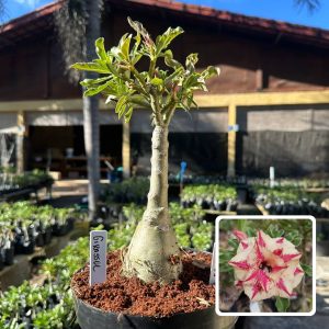 2807 43 Rosa do Deserto Girassol (Leilão)