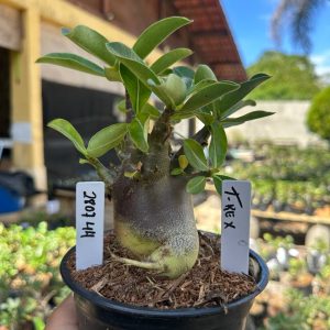 2807 44 Arabicum T-Rex F3