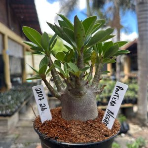 2807 35 Arabicum Pantera Negra F3