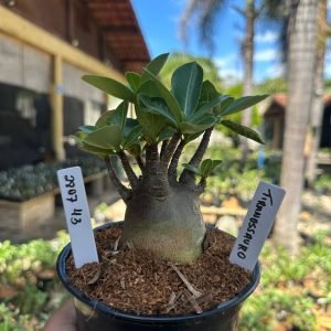 2807 45 Arabicum Tiranossauro F3