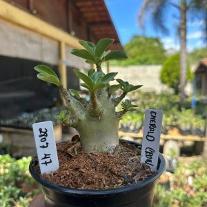 2807 47 Arabicum Emerald Crown F3