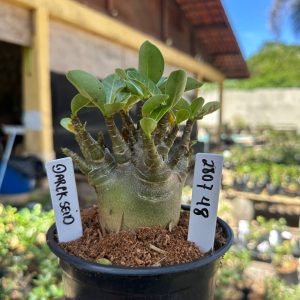 2807 48 Arabicum Darckseid F3