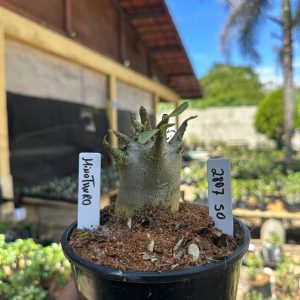 2807 50 Arabicum Minotauro F3