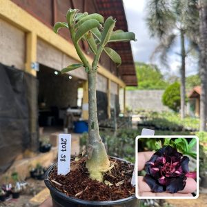 2807 58 Rosa do Deserto Vampira