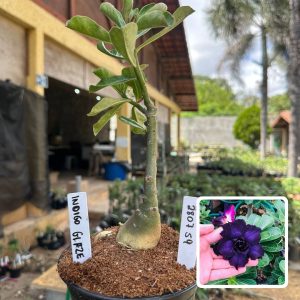 2807 59 Rosa do Deserto Indigo Glaze