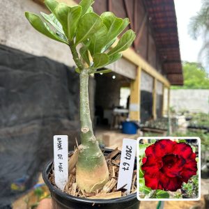 2807 63 Rosa do Deserto Amor de Mãe