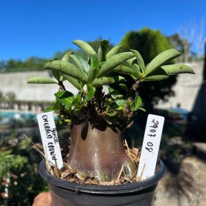 2907 04 Arabicum Emerald Crown Black