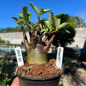 2907 05 Arabicum Mammoth F3