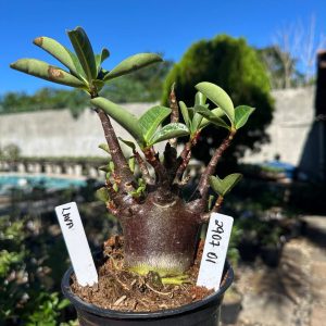 2907 01 Arabicum Lava