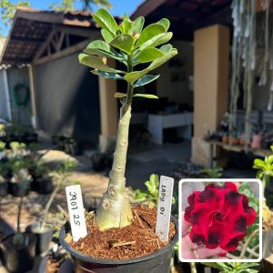 2907 12 Rosa do Deserto Lady Di